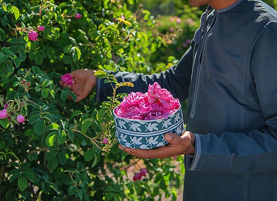 Bitkiden taç yaprakları alan adamlar