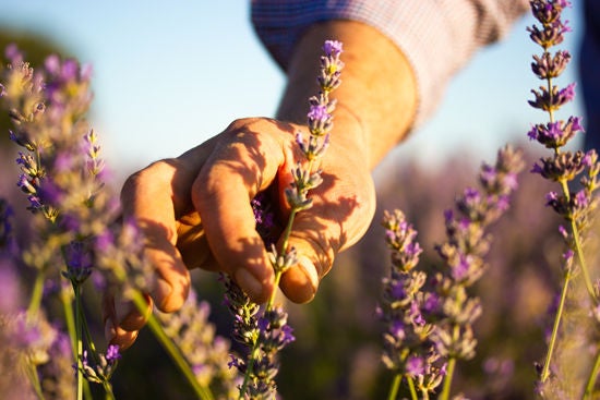 erkek bahçıvan hoş kokulu mor lavanta yetiştiriyor