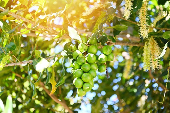 ağaç bitkisi üzerinde taze macadamia fındıkları