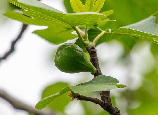 ağaçtaki incir sütü