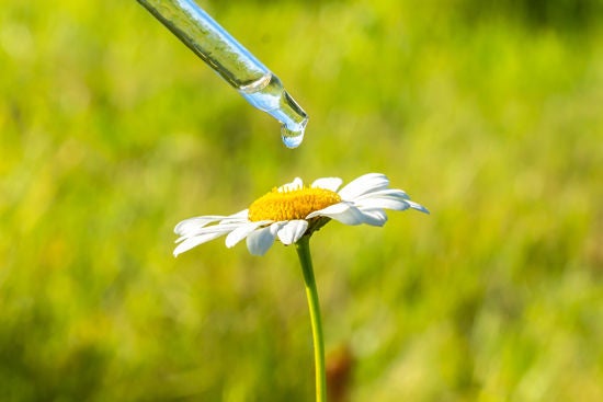 damlalıklı pipette papatya esansiyel yağı